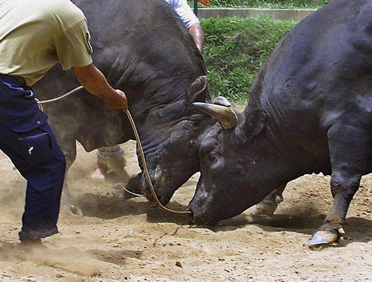 Bull 2 Bull 2